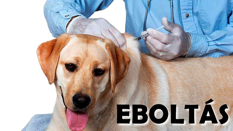 Lejárt: Eboltás
